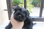 Tw Full Black Mini Schnauzer Puppy - Schnauzer Dog