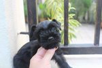 Tw Full Black Mini Schnauzer Puppy - Schnauzer Dog