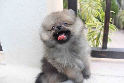 Wolf Color Mini Pomeranian Puppy - Pomeranian Dog