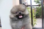 Wolf Color Mini Pomeranian Puppy - Pomeranian Dog