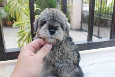 Tw Quality Mini Schnauzer Puppy - Schnauzer Dog