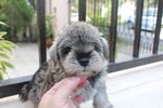 Tw Quality Mini Schnauzer Puppy - Schnauzer Dog