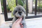 Tw Quality Mini Schnauzer Puppy - Schnauzer Dog