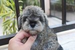 Tw Quality Mini Schnauzer Puppy - Schnauzer Dog