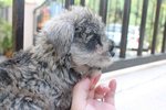 Tw Quality Mini Schnauzer Puppy - Schnauzer Dog