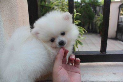 Tw Mini White Pomeranian Puppy - Pomeranian Dog