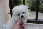 Tw Mini White Pomeranian Puppy - Pomeranian Dog