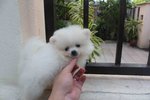 Tw Mini White Pomeranian Puppy - Pomeranian Dog