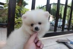 Tw Mini White Pomeranian Puppy - Pomeranian Dog