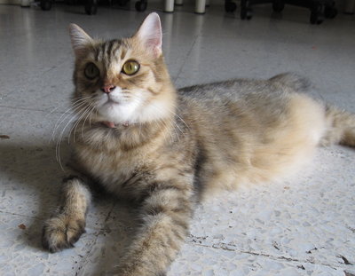 Siberia - Domestic Medium Hair + Siberian Cat