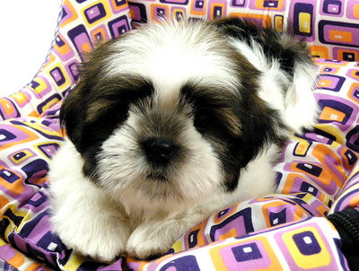 Chubby Shih Tzu - Shih Tzu Dog