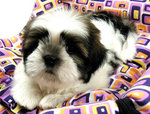 Chubby Shih Tzu - Shih Tzu Dog