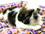 Chubby Shih Tzu - Shih Tzu Dog