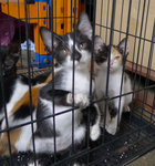 Black & white (male) and white, ginger, black (female).