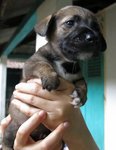 Puppies For Urgent Adoption - Mixed Breed Dog