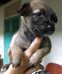 Puppies For Urgent Adoption - Mixed Breed Dog