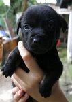 Puppies For Urgent Adoption - Mixed Breed Dog