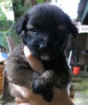 Puppies For Urgent Adoption - Mixed Breed Dog