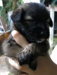 Puppies For Urgent Adoption - Mixed Breed Dog