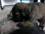 Puppies For Urgent Adoption - Mixed Breed Dog