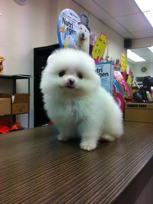 Tw Lineage Pure White Pomeranian  - Pomeranian Dog