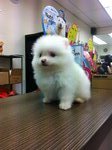 Tw Lineage Pure White Pomeranian  - Pomeranian Dog