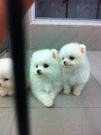 Tw Lineage Pure White Pomeranian  - Pomeranian Dog