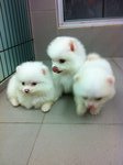 Tw Lineage Pure White Pomeranian  - Pomeranian Dog