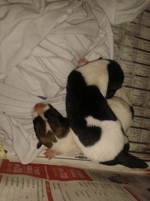 Newborns For Adoption! - Mixed Breed Dog