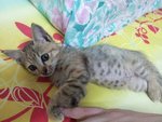 PF49786 - Egyptian Mau Cat