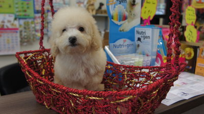 Cream Toy Poodle Puppies  - Poodle Dog