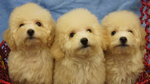 Cream Toy Poodle Puppies  - Poodle Dog