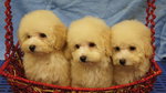 Cream Toy Poodle Puppies  - Poodle Dog