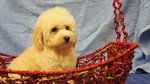 Cream Toy Poodle Puppies  - Poodle Dog