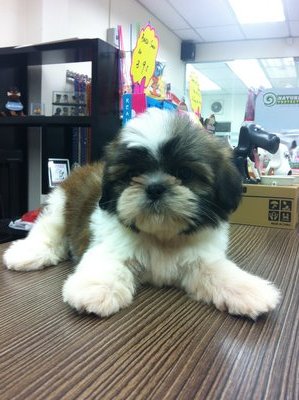 Shih Tzu Puppies - Shih Tzu Dog