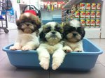 Shih Tzu Puppies - Shih Tzu Dog