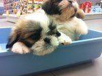 Shih Tzu Puppies - Shih Tzu Dog