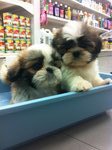 Shih Tzu Puppies - Shih Tzu Dog