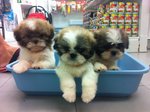 Shih Tzu Puppies - Shih Tzu Dog