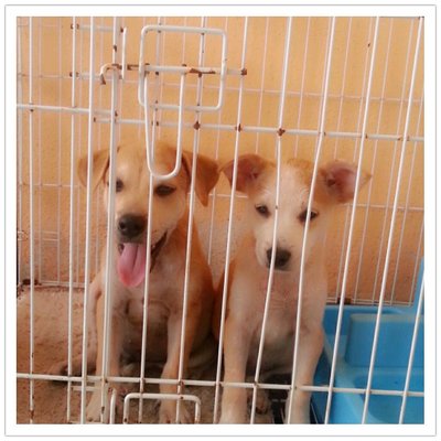 Sincan &amp; Vanila - Mixed Breed Dog