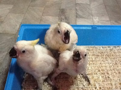 Baby Sulphur Crested Cockatoo - Cockatoo Bird