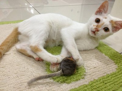 Lily - Balinese Cat