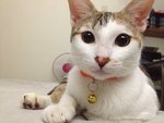 Kimmie - Domestic Short Hair Cat