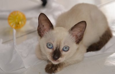 Minette 2 - Siamese + Domestic Short Hair Cat