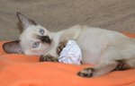 Minette 2 - Siamese + Domestic Short Hair Cat