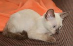 Minette 2 - Siamese + Domestic Short Hair Cat