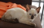 Minette 2 - Siamese + Domestic Short Hair Cat