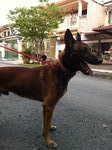 Blackie - Belgian Shepherd Malinois Dog