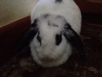 Kun Kun - Holland Lop Rabbit