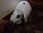 Kun Kun - Holland Lop Rabbit